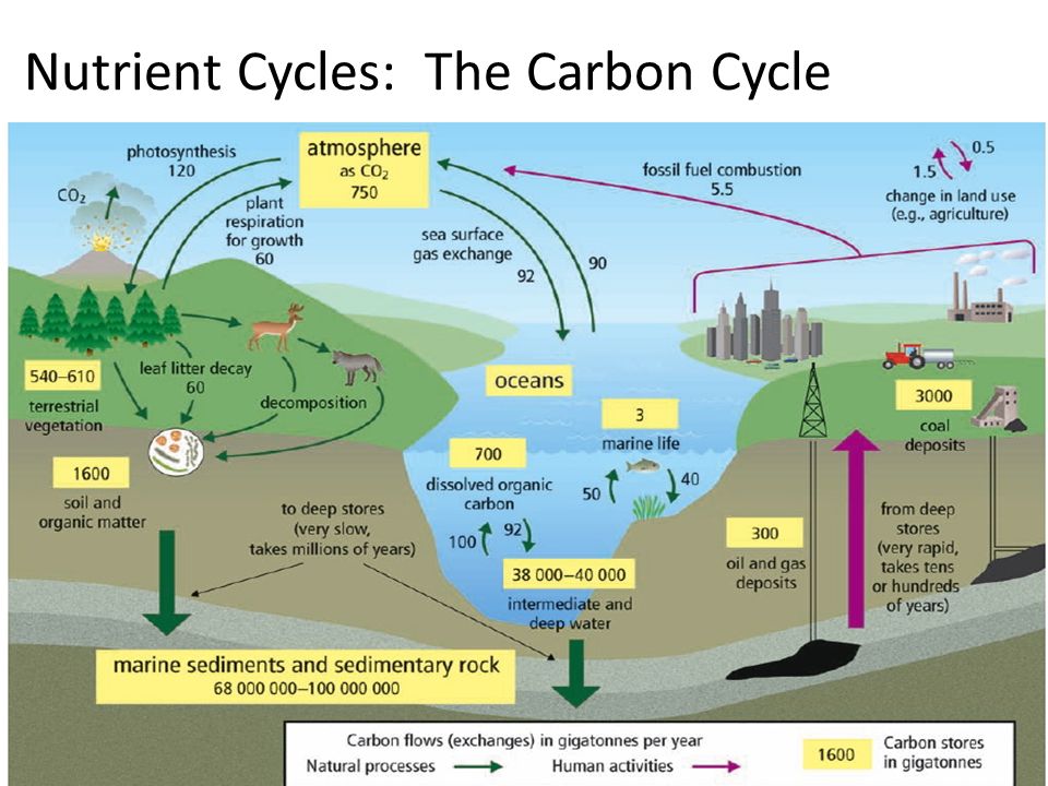 The Carbon Cycle EARTH'S SYSTEMS